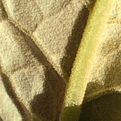 Olearia lirata (Snowy Daisybush) at Oakey Hill - 10 Sep 2023 by GregC