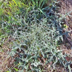 Cirsium vulgare (Spear Thistle) at Mount Majura - 17 Sep 2023 by abread111