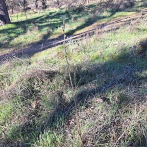 Sorbus domestica at Mount Majura - 17 Sep 2023 03:36 PM