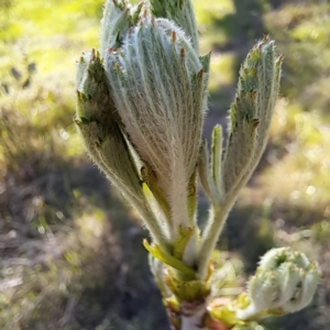 Sorbus domestica at Mount Majura - 17 Sep 2023