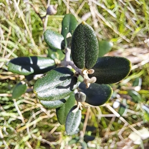 Olea europaea subsp. cuspidata at Hackett, ACT - 17 Sep 2023