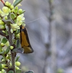 Philobota undescribed species near arabella (A concealer moth) at QPRC LGA - 17 Sep 2023 by Steve_Bok