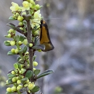 Philobota undescribed species near arabella at Jerrabomberra, NSW - 17 Sep 2023
