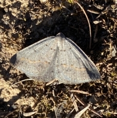 Taxeotis subvelaria (Neat Taxeotis) at Mount Jerrabomberra QP - 17 Sep 2023 by Steve_Bok