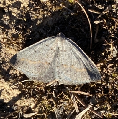 Taxeotis subvelaria (Neat Taxeotis) at Jerrabomberra, NSW - 17 Sep 2023 by SteveBorkowskis