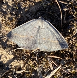 Taxeotis subvelaria at Jerrabomberra, NSW - 17 Sep 2023 04:43 PM