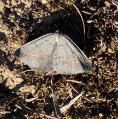 Taxeotis subvelaria at Jerrabomberra, NSW - 17 Sep 2023 04:43 PM