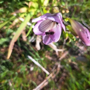 Lasioglossum sp. (genus) at Hackett, ACT - 17 Sep 2023