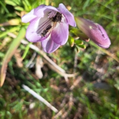 Lasioglossum sp. (genus) at Hackett, ACT - 17 Sep 2023 03:24 PM