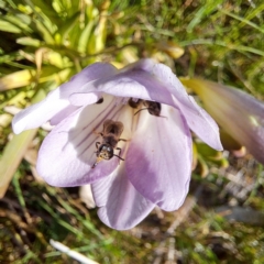 Lasioglossum sp. (genus) at Hackett, ACT - 17 Sep 2023 03:24 PM