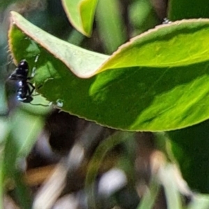 Formicidae (family) at Hackett, ACT - 17 Sep 2023 02:47 PM