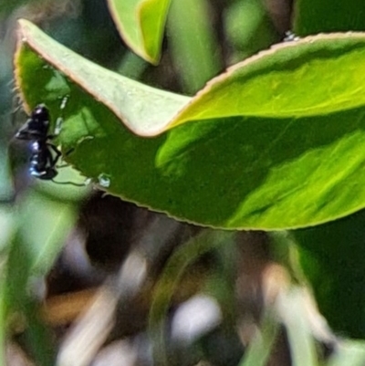 Formicidae (family) (Unidentified ant) at Hackett, ACT - 17 Sep 2023 by abread111