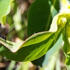 Formicidae (family) at Hackett, ACT - 17 Sep 2023 02:47 PM