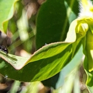 Formicidae (family) at Hackett, ACT - 17 Sep 2023 02:47 PM