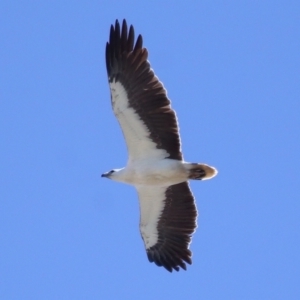 Haliaeetus leucogaster at Cleveland, QLD - 17 Sep 2023 11:20 AM