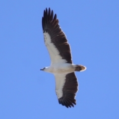 Haliaeetus leucogaster (White-bellied Sea-Eagle) at Cleveland, QLD - 17 Sep 2023 by TimL