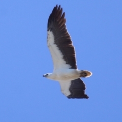 Haliaeetus leucogaster at Cleveland, QLD - 17 Sep 2023