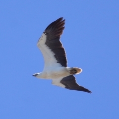 Haliaeetus leucogaster at Cleveland, QLD - 17 Sep 2023