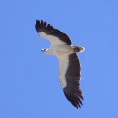 Haliaeetus leucogaster at Cleveland, QLD - 17 Sep 2023