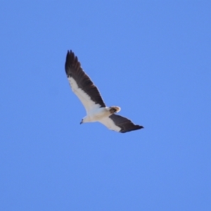 Haliaeetus leucogaster at Cleveland, QLD - 17 Sep 2023