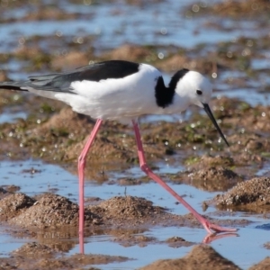 Himantopus leucocephalus at Wellington Point, QLD - 19 Jul 2023 01:53 PM