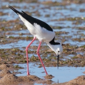 Himantopus leucocephalus at Wellington Point, QLD - 19 Jul 2023 01:53 PM