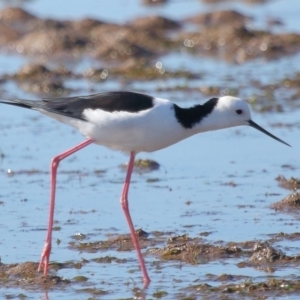 Himantopus leucocephalus at Wellington Point, QLD - 19 Jul 2023 01:53 PM