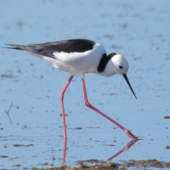 Himantopus leucocephalus at Wellington Point, QLD - 19 Jul 2023 01:53 PM