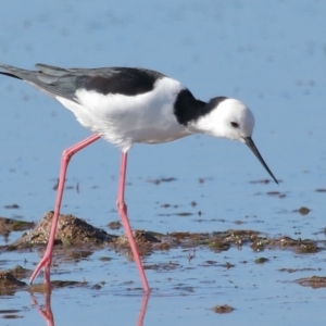 Himantopus leucocephalus at Wellington Point, QLD - 19 Jul 2023 01:53 PM