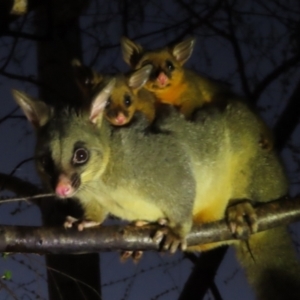 Trichosurus vulpecula at Rivett, ACT - 17 Sep 2023