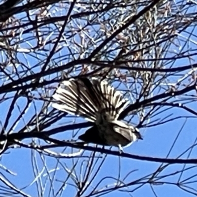 Rhipidura albiscapa (Grey Fantail) at Watson, ACT - 17 Sep 2023 by Louisab