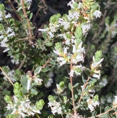 Brachyloma daphnoides (Daphne Heath) at Grenfell, NSW - 16 Sep 2023 by RAllen