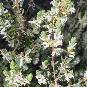 Brachyloma daphnoides at Grenfell, NSW - 16 Sep 2023