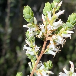 Brachyloma daphnoides at Grenfell, NSW - 16 Sep 2023 11:00 AM