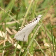 Unidentified Concealer moth (Oecophoridae) at Braemar, NSW - 15 Sep 2023 by Curiosity