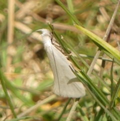 Zacorus carus at Braemar, NSW - 15 Sep 2023 11:44 AM