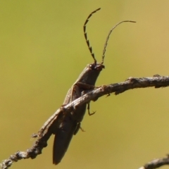 Unidentified Click beetle (Elateridae) at Braemar, NSW - 15 Sep 2023 by Curiosity