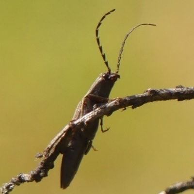 Unidentified Click beetle (Elateridae) at Braemar, NSW - 15 Sep 2023 by Curiosity