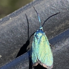 Unidentified Other moth at Grenfell, NSW - 17 Sep 2023 by RAllen