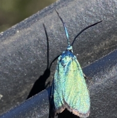 Pollanisus (genus) (A Forester Moth) at Grenfell, NSW - 17 Sep 2023 by RAllen