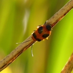 Aulacophora hilaris (Pumpkin Beetle) at Braemar, NSW - 17 Sep 2023 by Curiosity