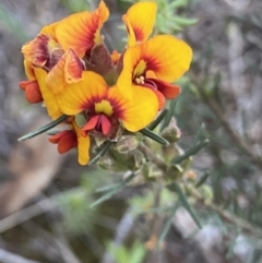 Dillwynia sericea (Egg And Bacon Peas) at Grenfell, NSW - 16 Sep 2023 by RAllen