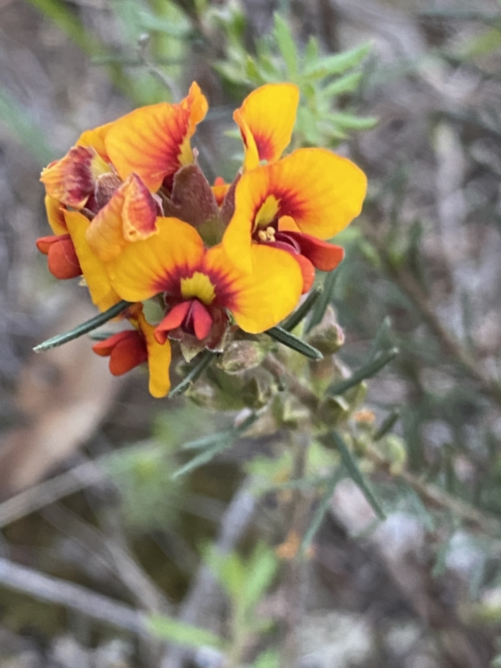Dillwynia sericea at Grenfell, NSW - 16 Sep 2023