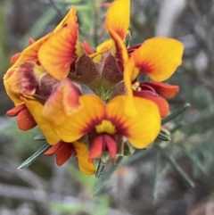 Dillwynia sericea at Grenfell, NSW - 16 Sep 2023