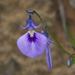 Pigea calycina (Wild Violet) at Yallingup, WA - 24 Aug 2023 by Trevor