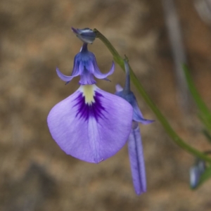 Pigea calycina at Yallingup, WA - 24 Aug 2023