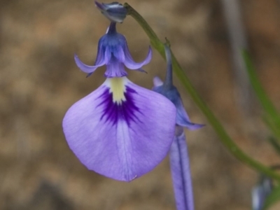 Pigea calycina (Wild Violet) at Yallingup, WA - 24 Aug 2023 by Trevor