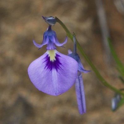 Pigea calycina (Wild Violet) at Yallingup, WA - 24 Aug 2023 by MichaelWenke