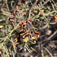 Daviesia genistifolia (Broom Bitter Pea) at Lake George, NSW - 17 Sep 2023 by JaneR