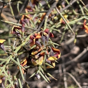 Daviesia genistifolia at Lake George, NSW - 17 Sep 2023